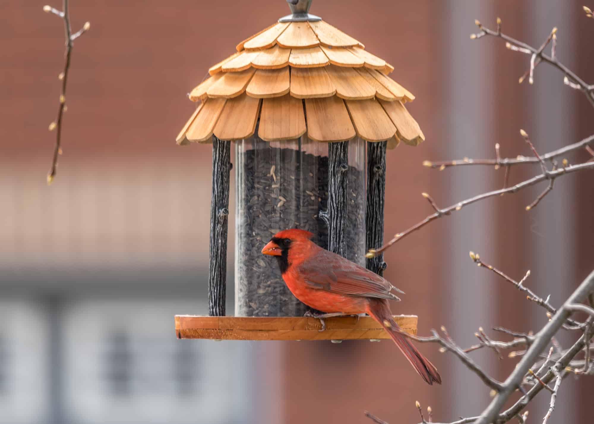 Red cardinal eating Sunflower Seeds