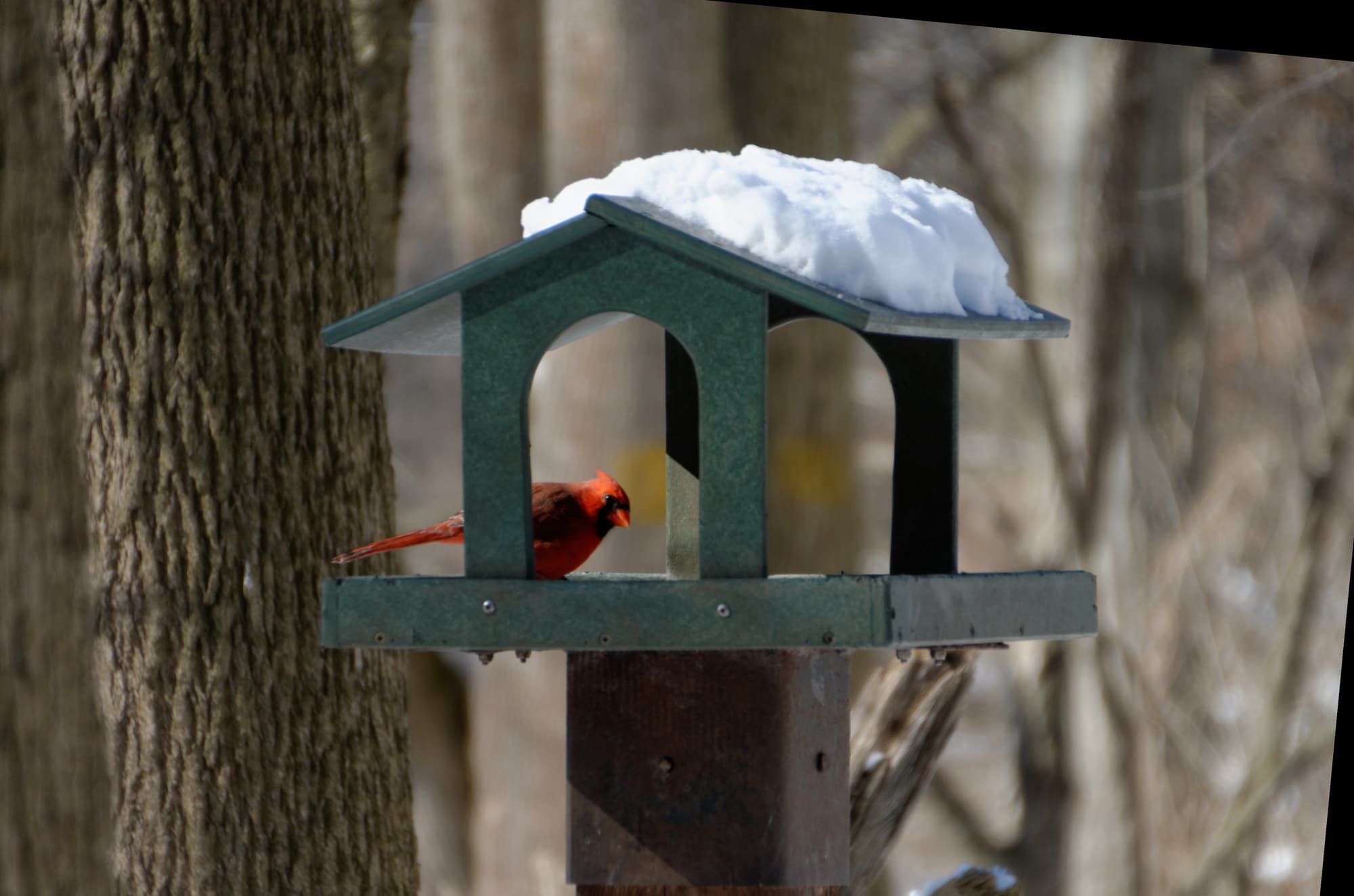 Red cardinal on the Hopper Feeder
