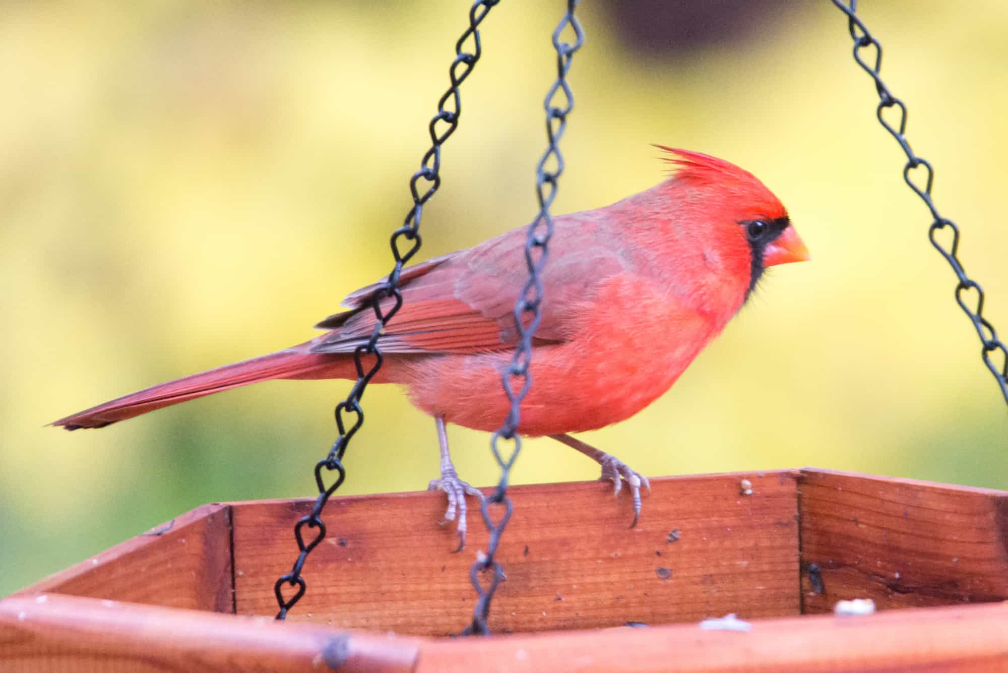 Red cardinal on the platform feeder
