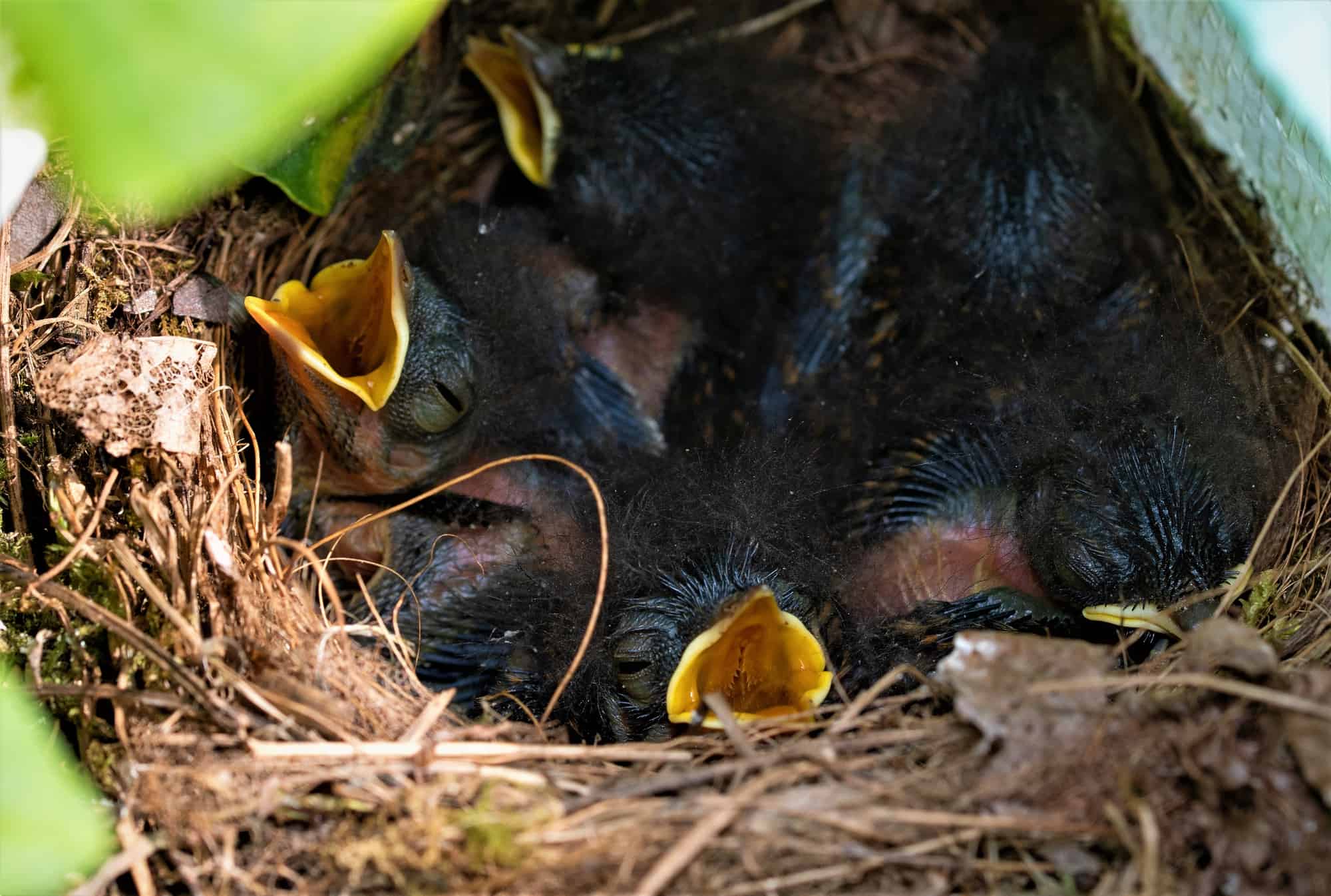 Robin chicks