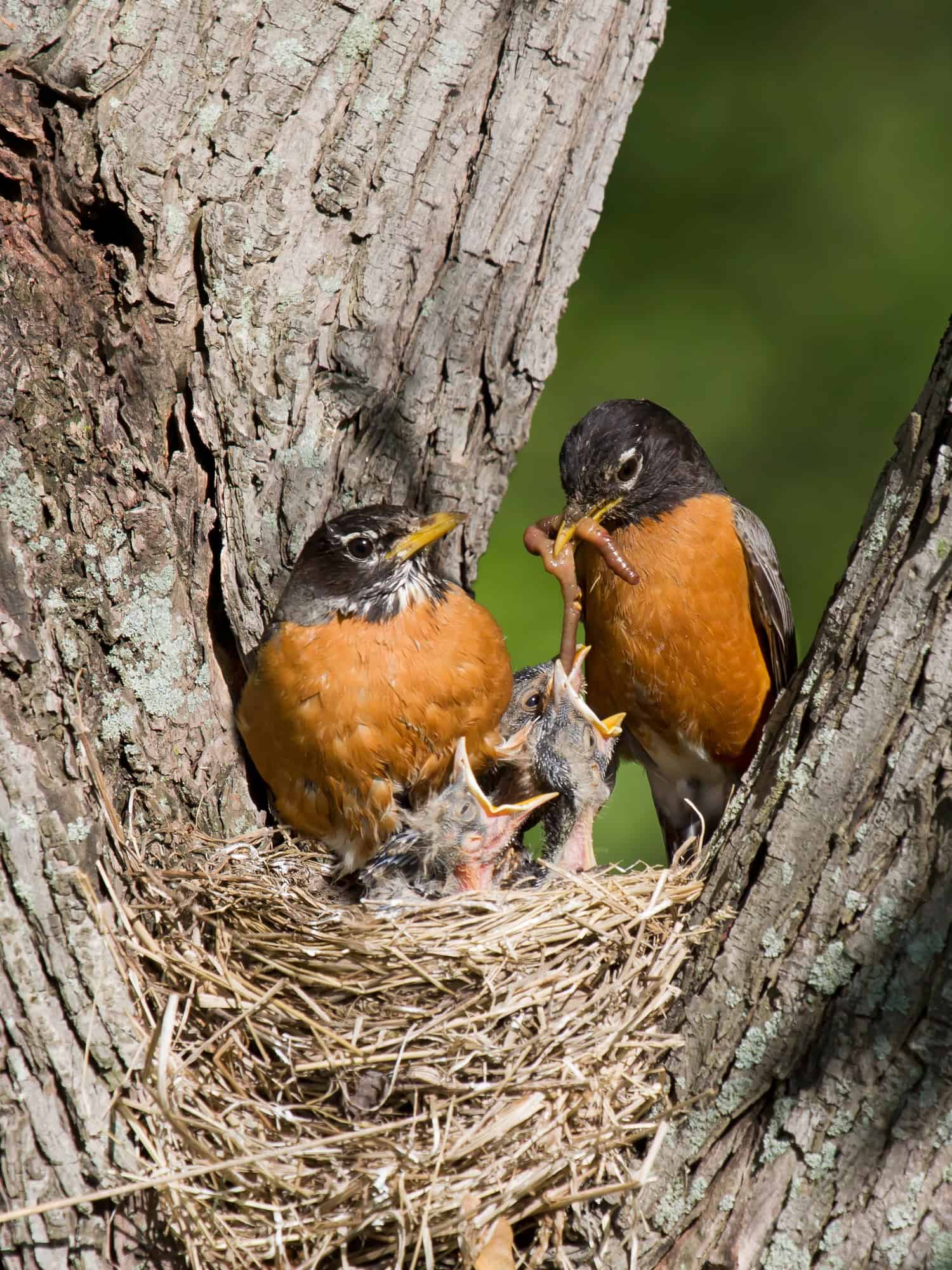 Robins feed their babies