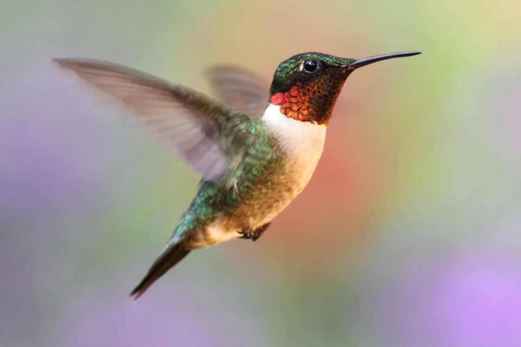 Ruby-throated Hummingbird In Flight