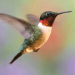 Ruby-throated Hummingbird In Flight