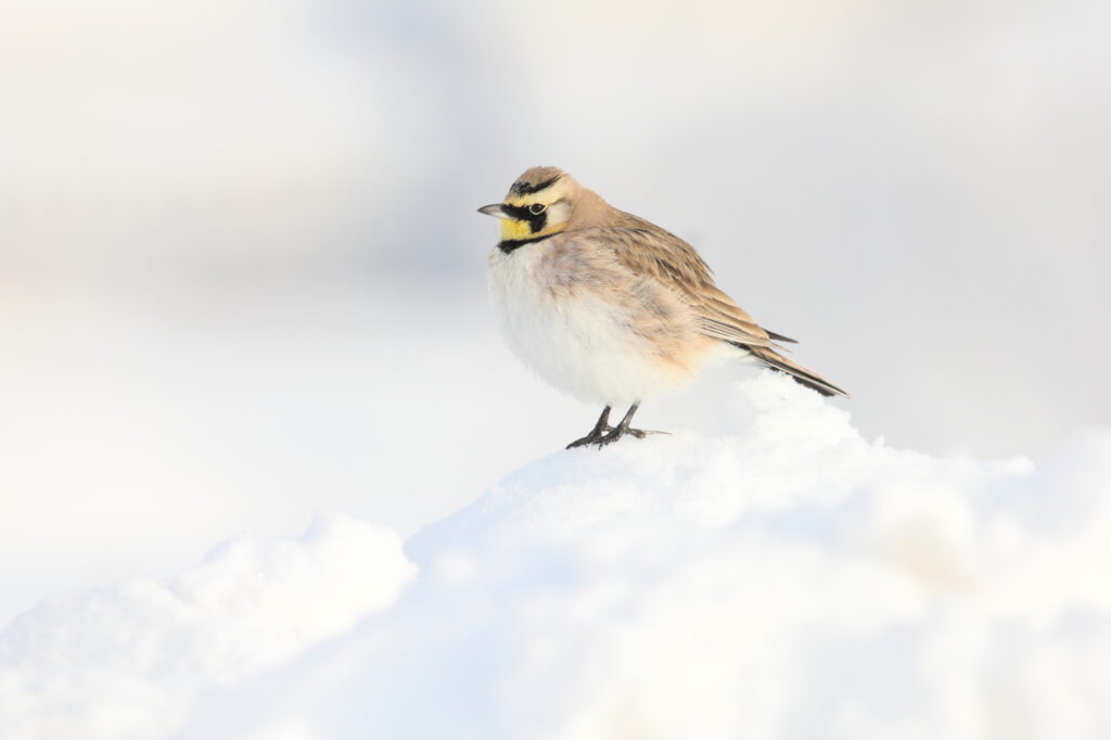 Small birds in Alaska