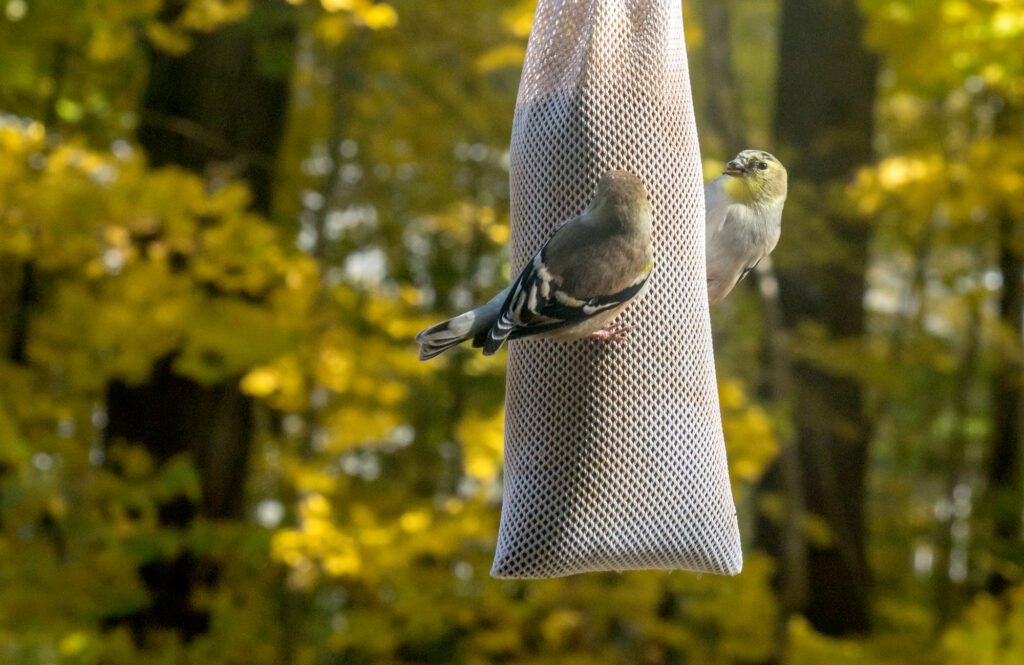 Sock Feeder