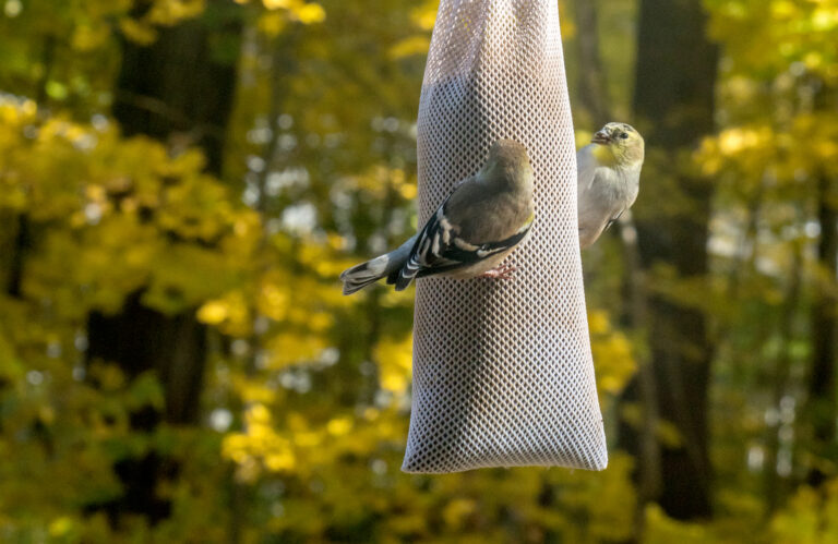 Sock Feeder