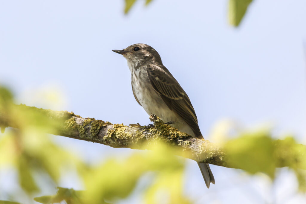 Spotted flycatcher