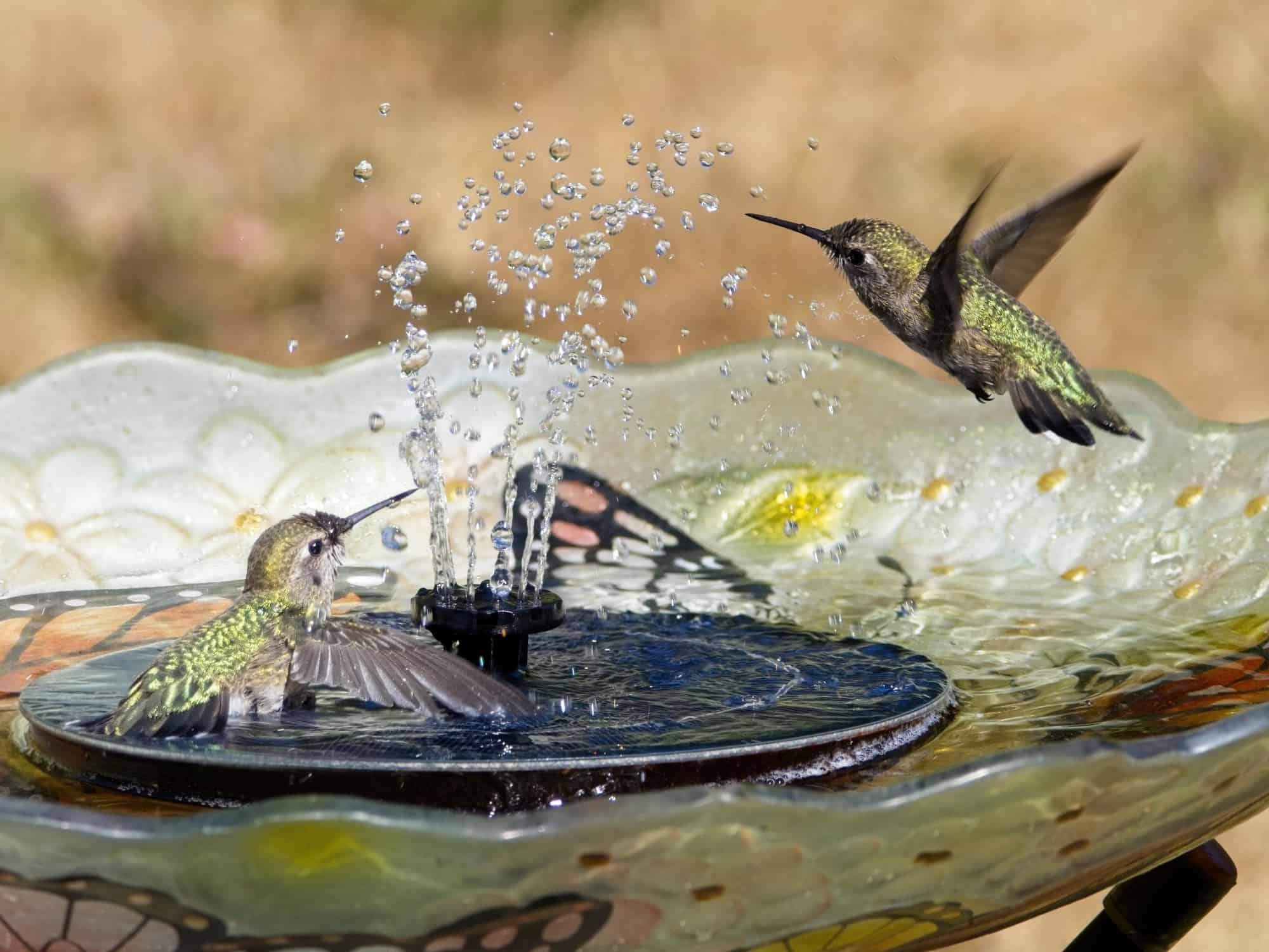 Two Anna's hummingbirds play in the birdbath