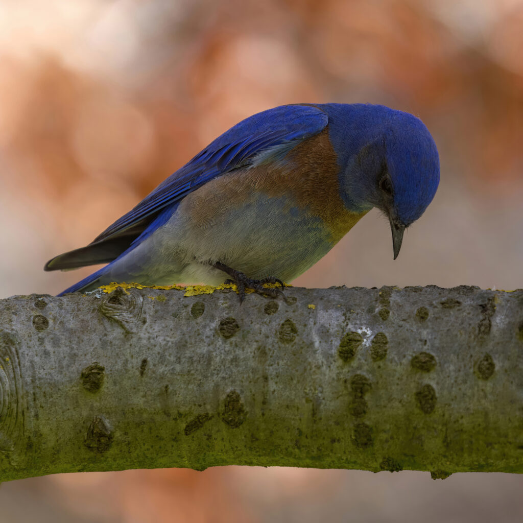 Western Bluebird male adult on a tree branch looking down