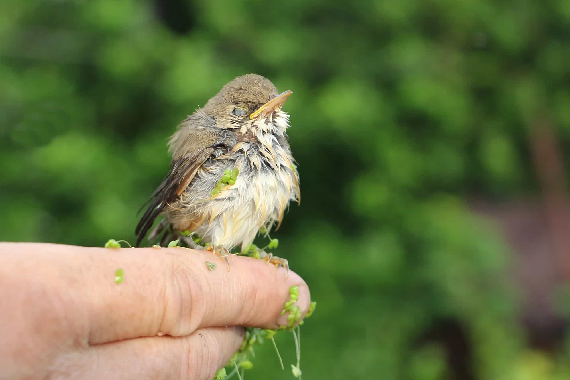 Wet baby bird of a thrush in a duckweed
