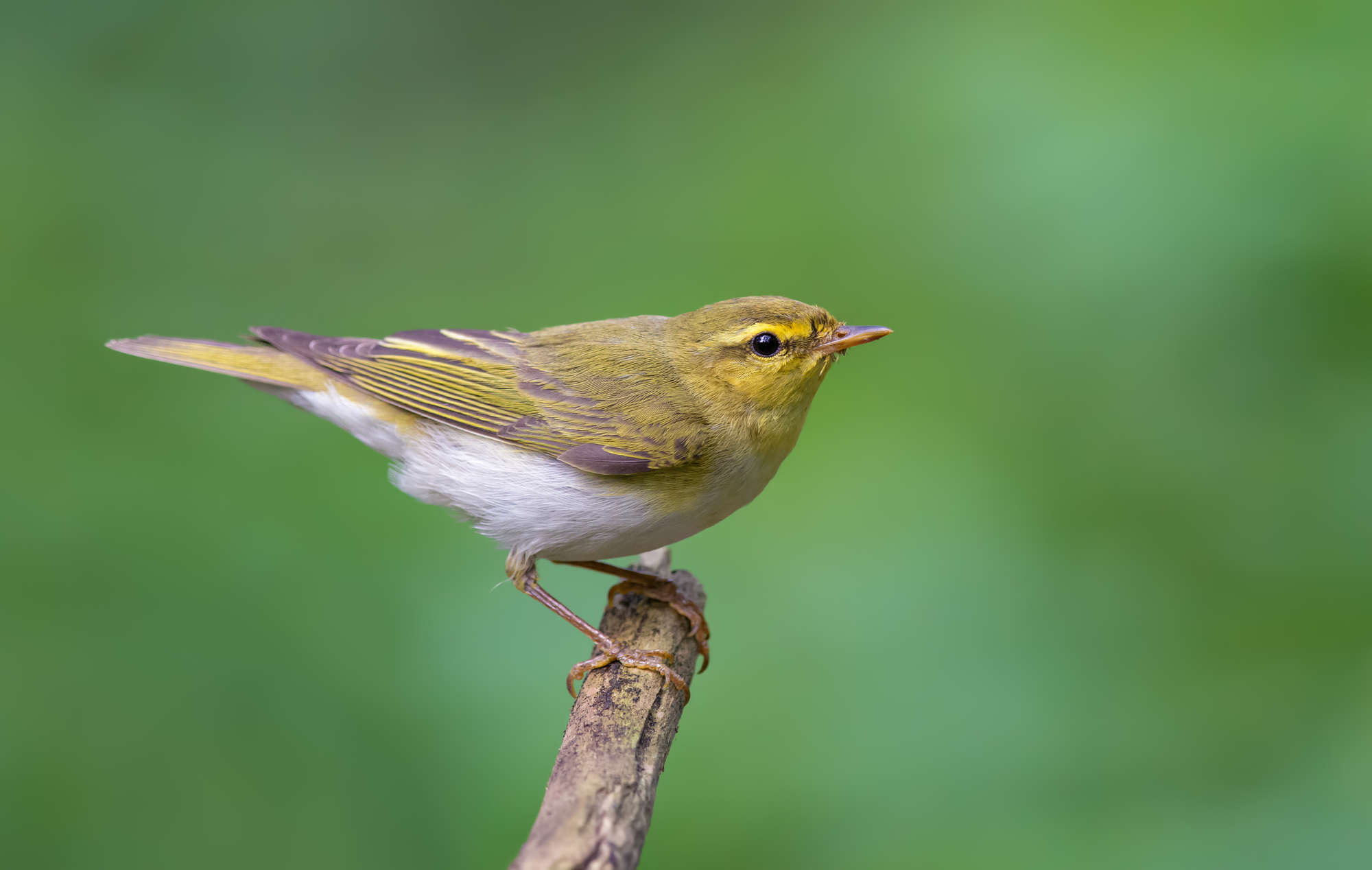 Wood Warblers