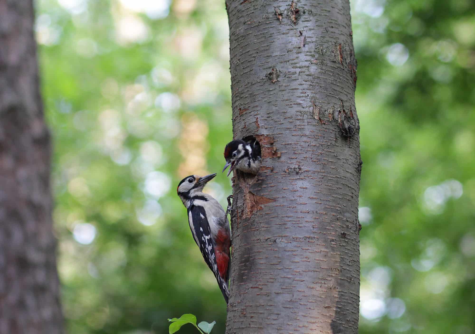 Woodpecker feeds the chick