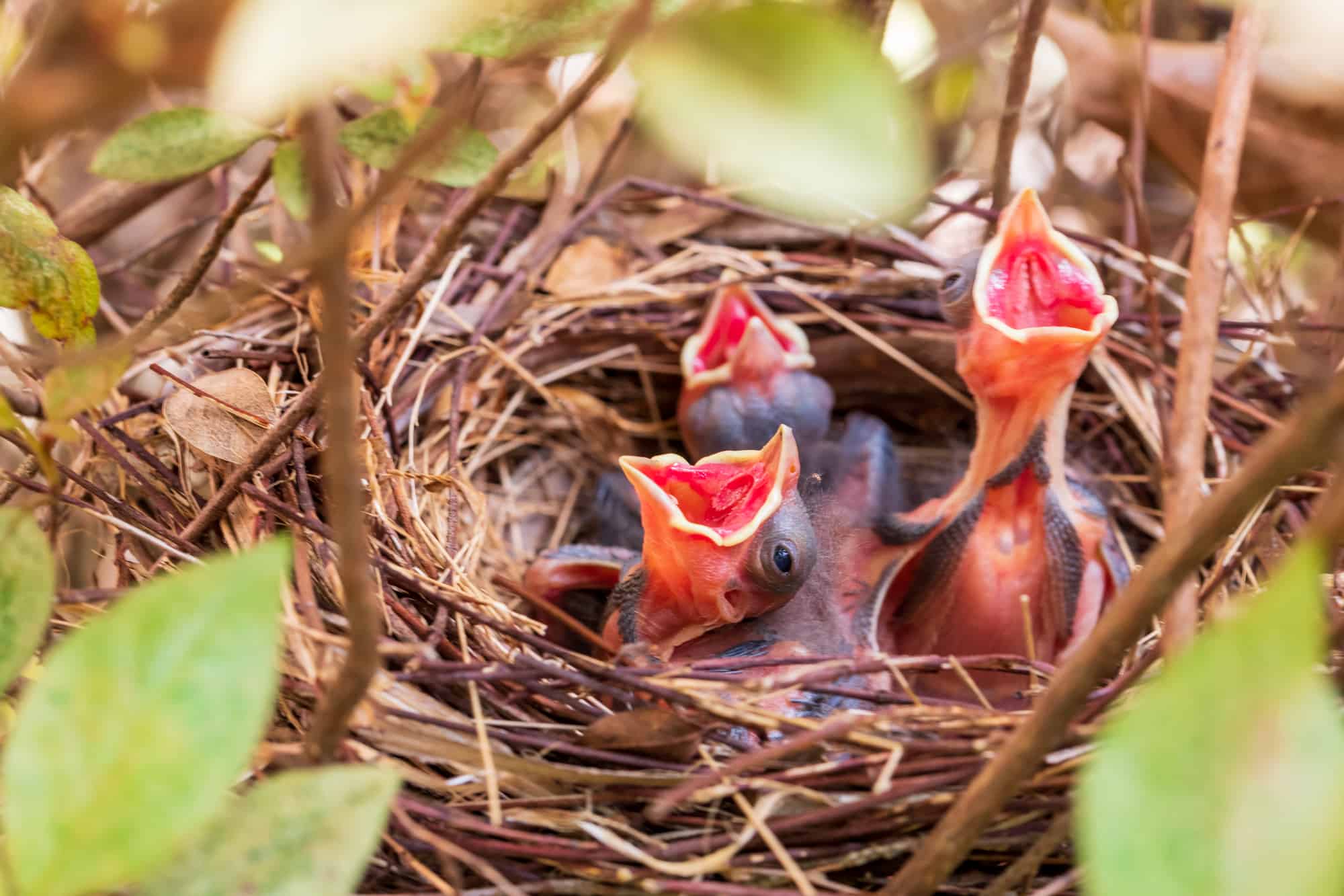 Young baby bird chicks in nest