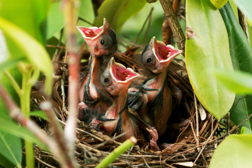 baby bird photos