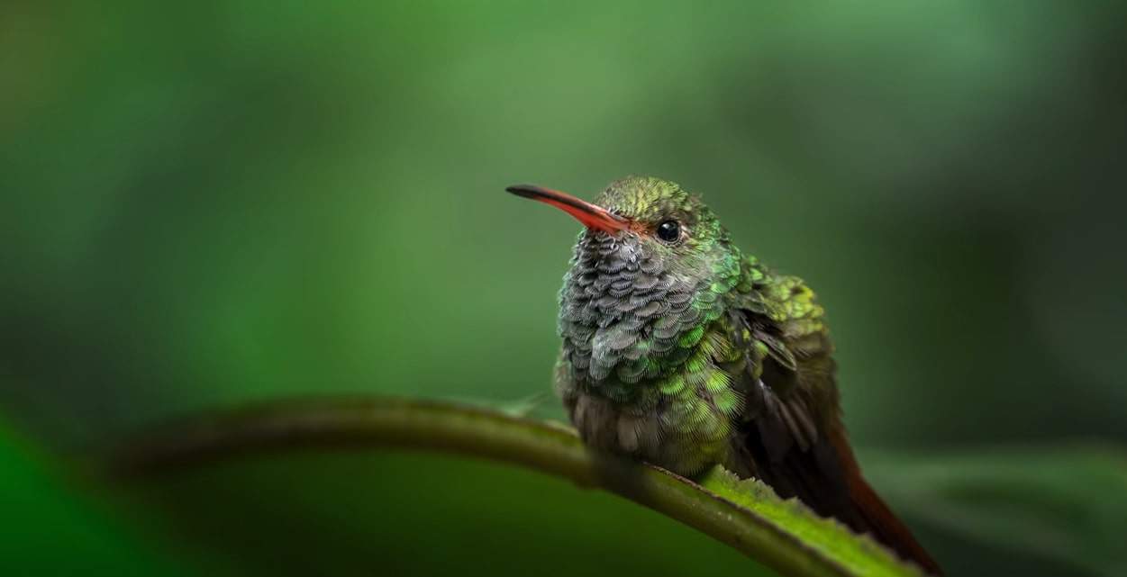 beautiful hummingbird on green background