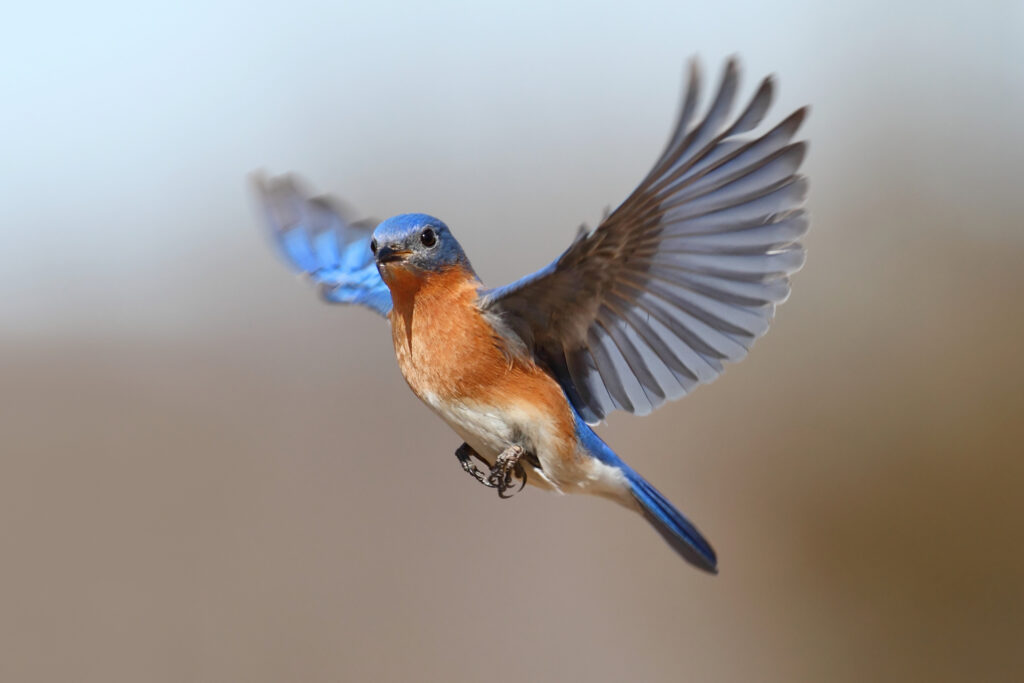 bluebird photos