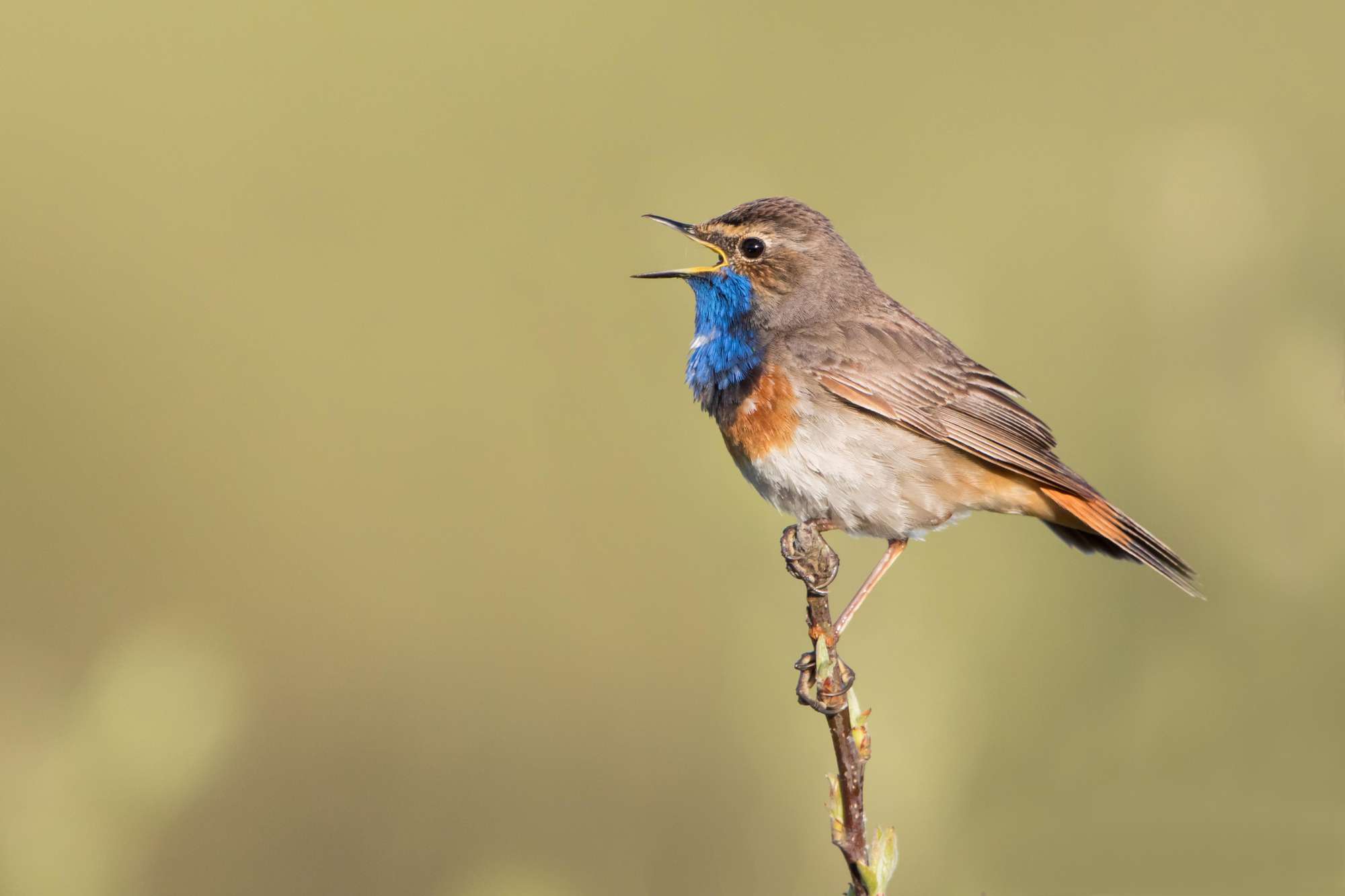 bluethroat flycatcher