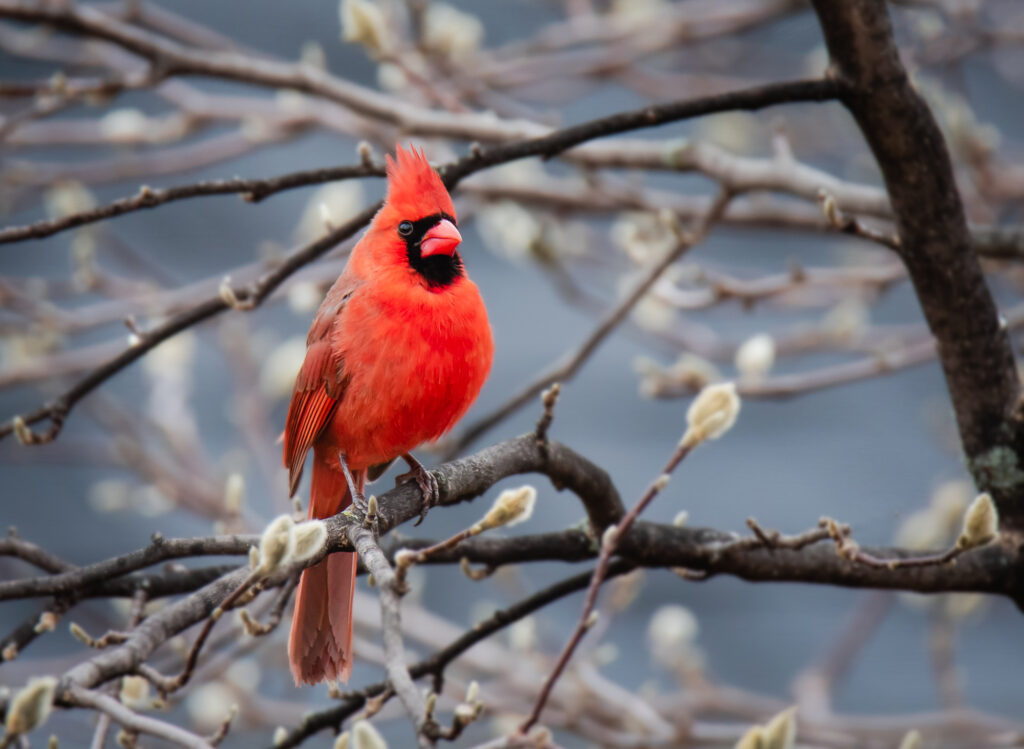 cardinal photos