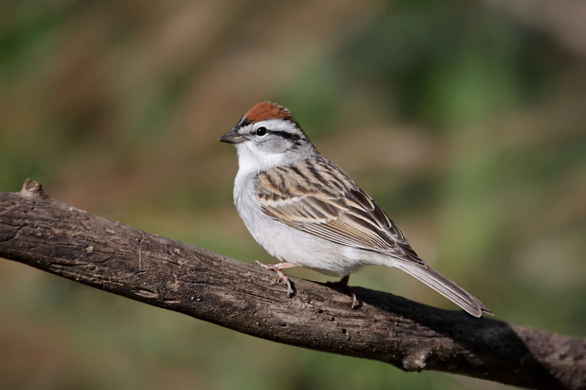 chipping sparrow