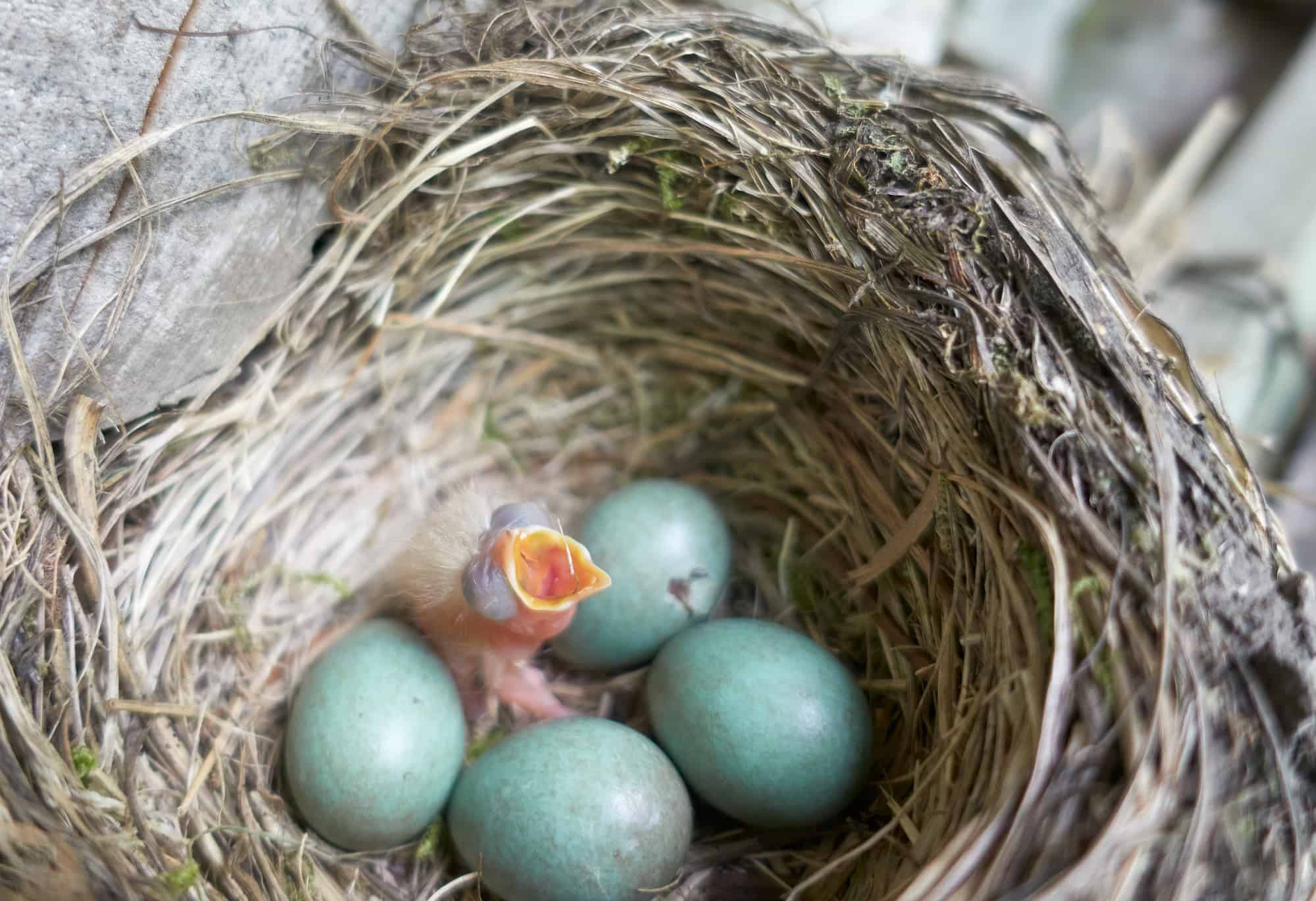 Newly hatched hairy fieldfare chick in a nest
