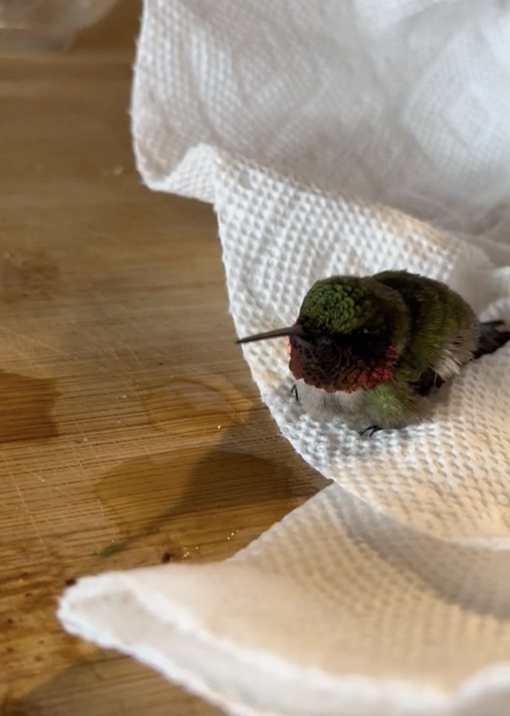 hummingbird among paper towels