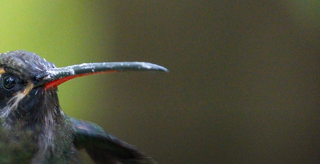 hummingbird beak