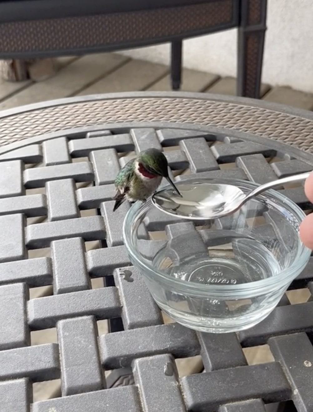 hummingbird drinks water from a teaspoon