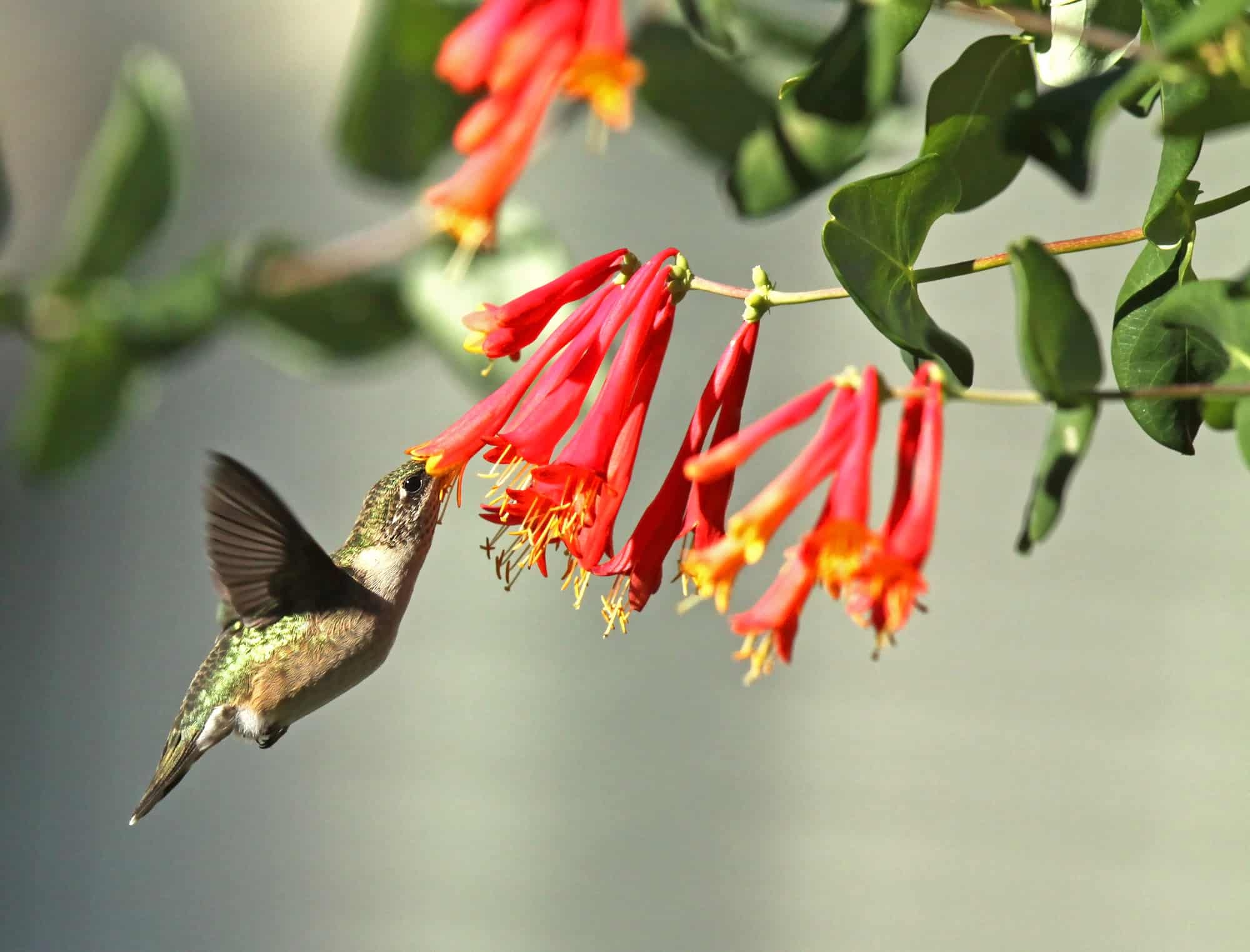 hummingbird honeysuckle