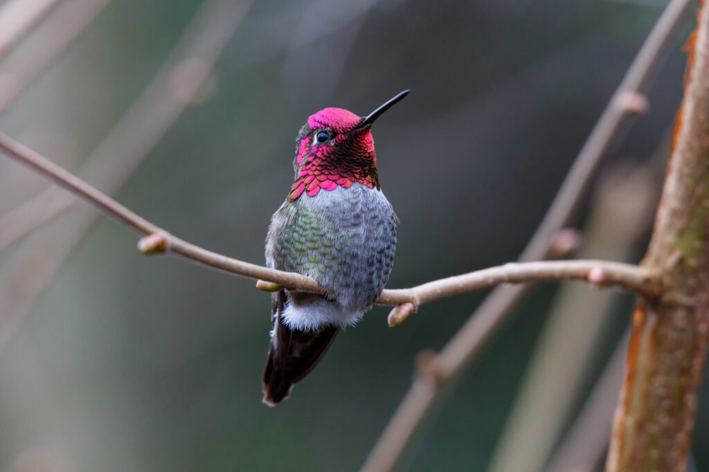 hummingbird photos