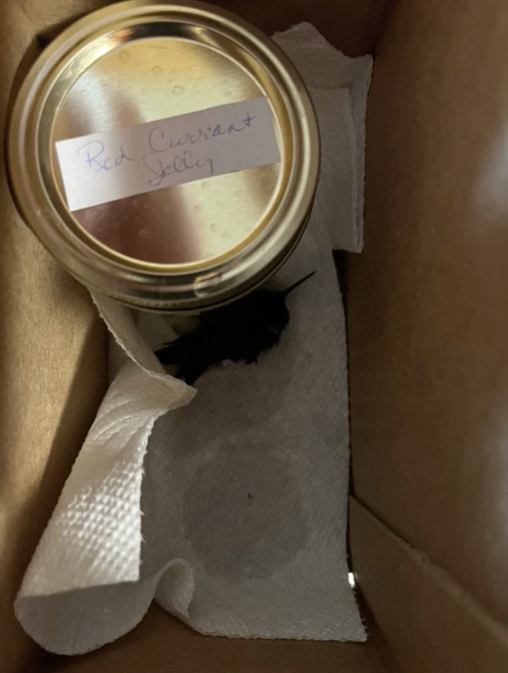 hummingbird wrapped in warming napkins in a cardboard box