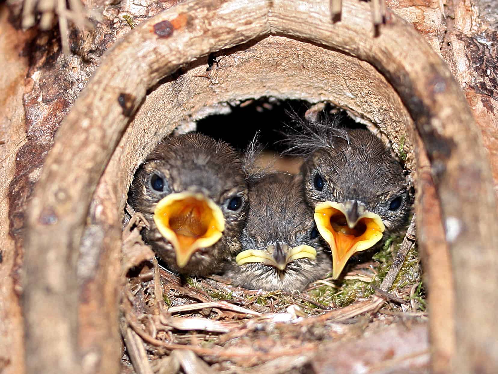 hungry baby wrens