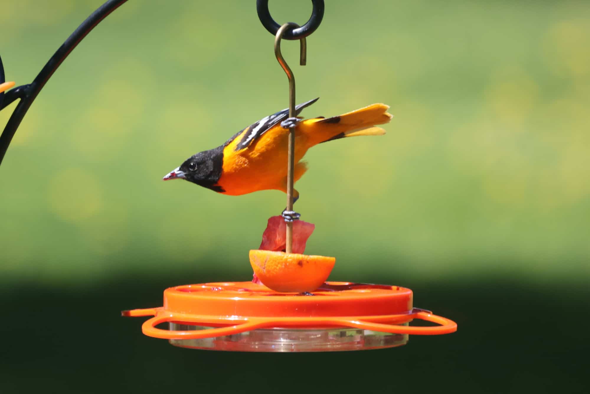 perched Baltimore Oriole on nectar feeder
