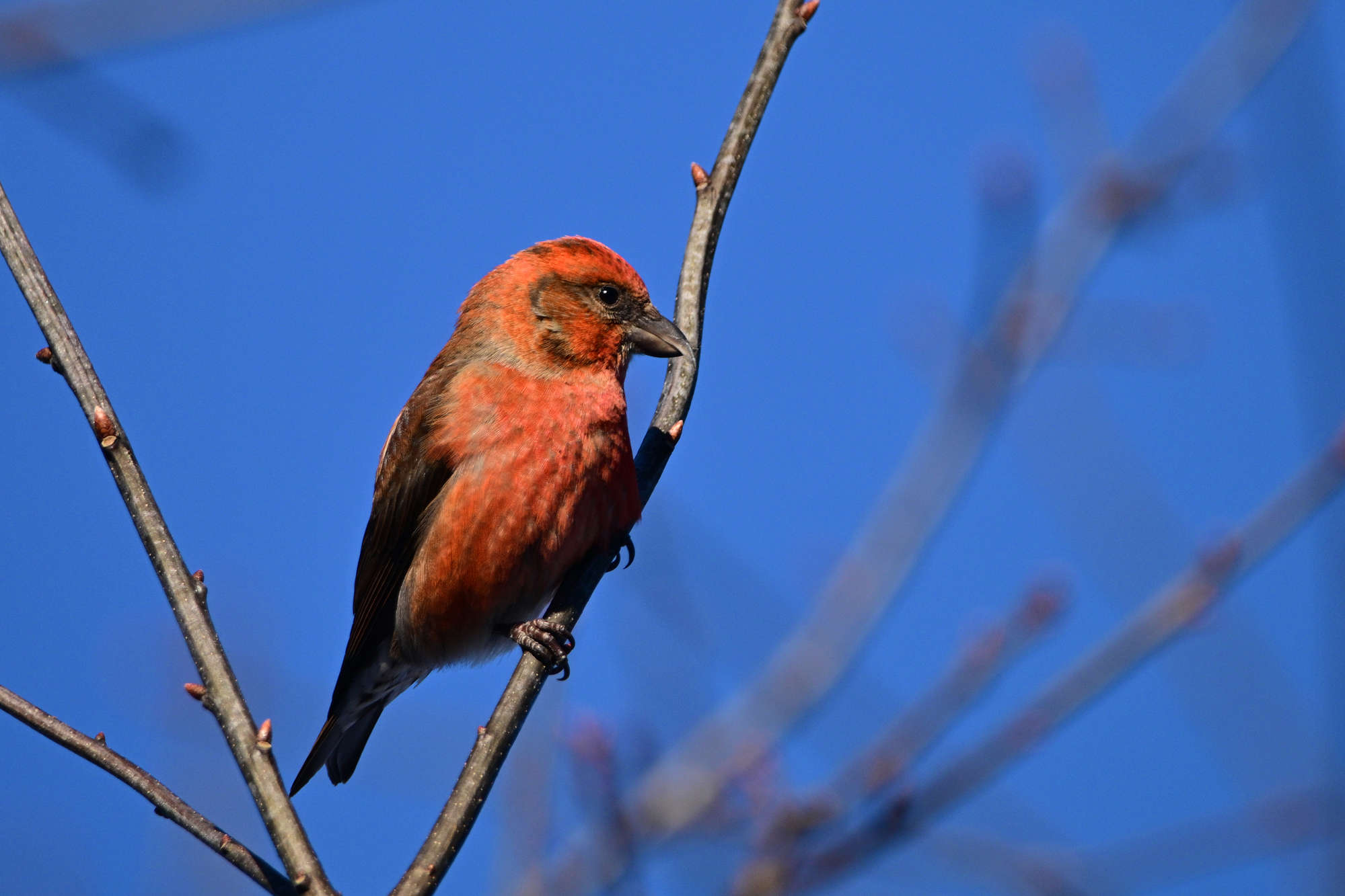 red crossbill
