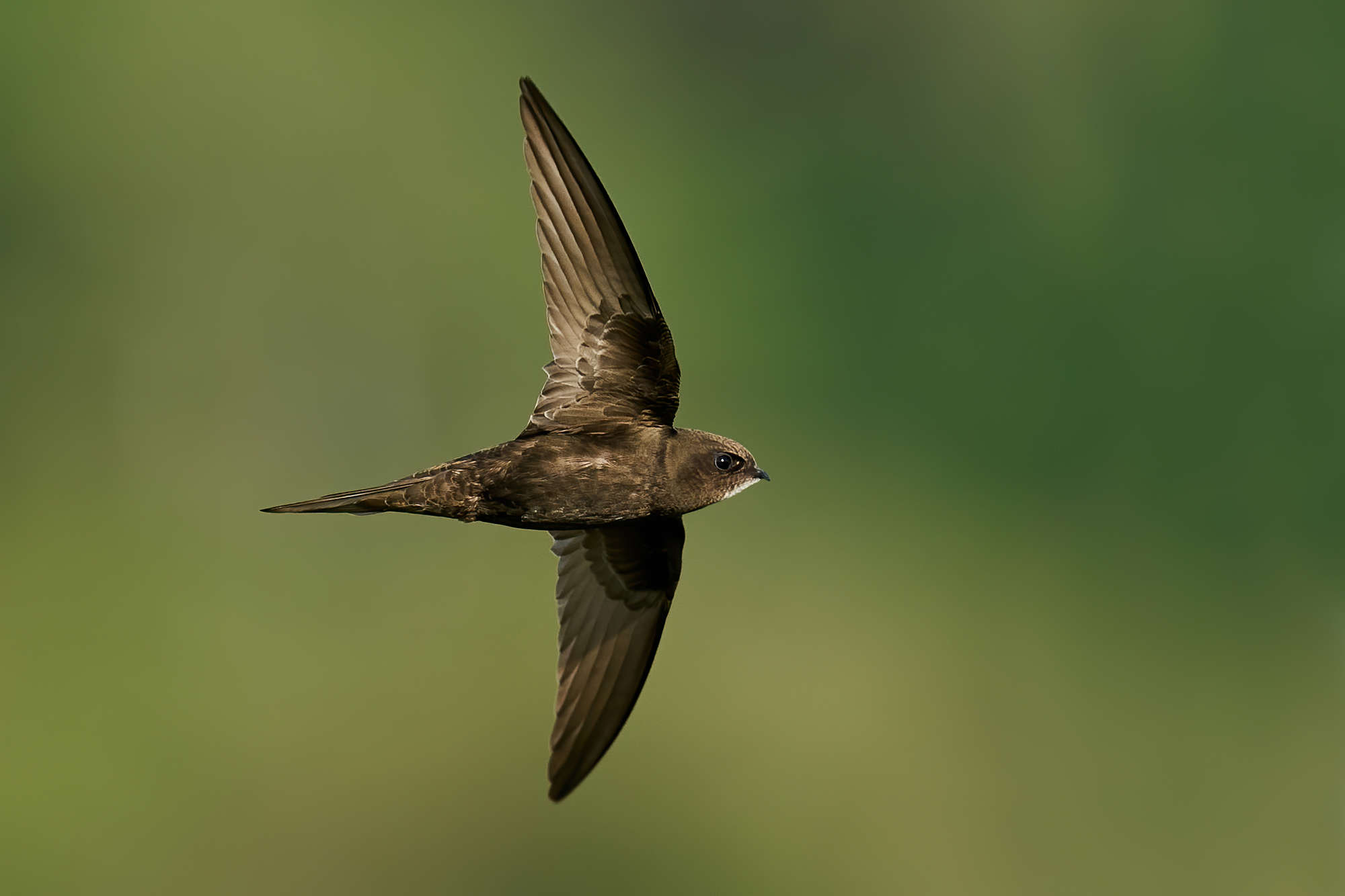 Common swift