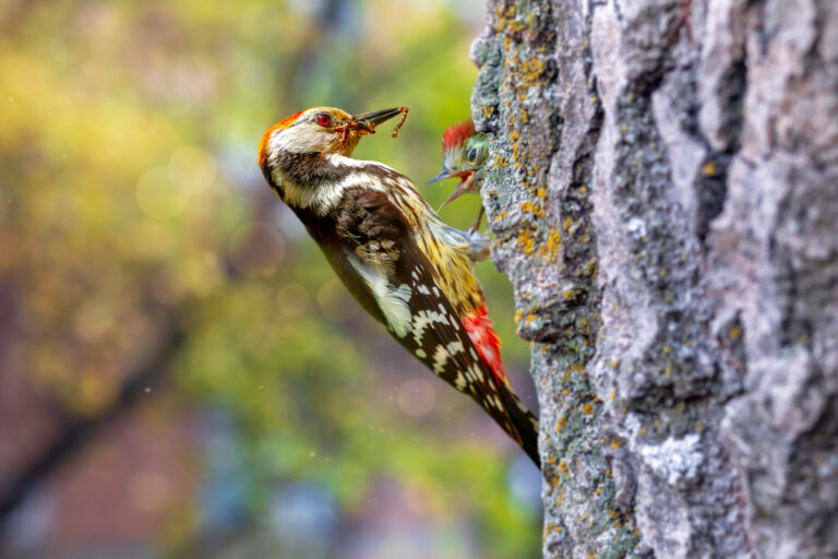 woodpecker photos