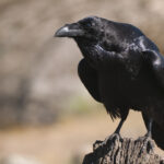 Bird Intelligence Facts