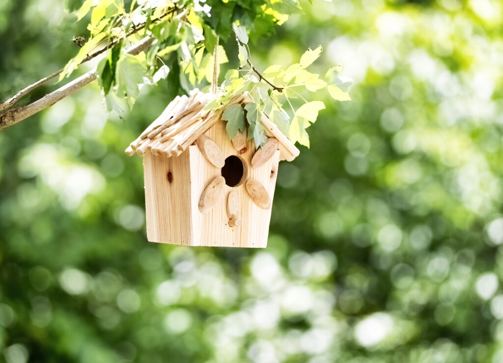 Why Birds Might Not Use Your Birdhouse