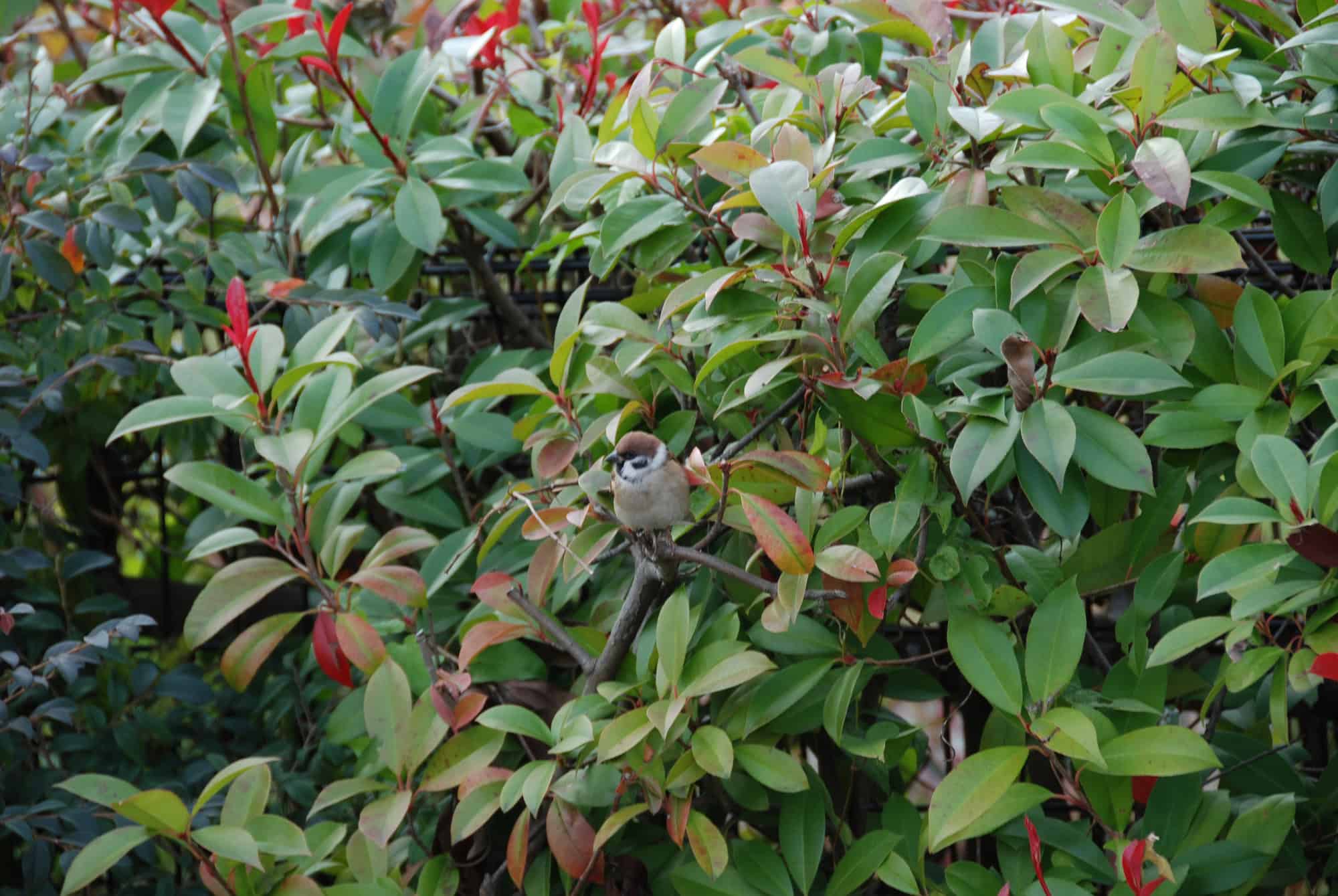 Birds in the nature sitting on a bush