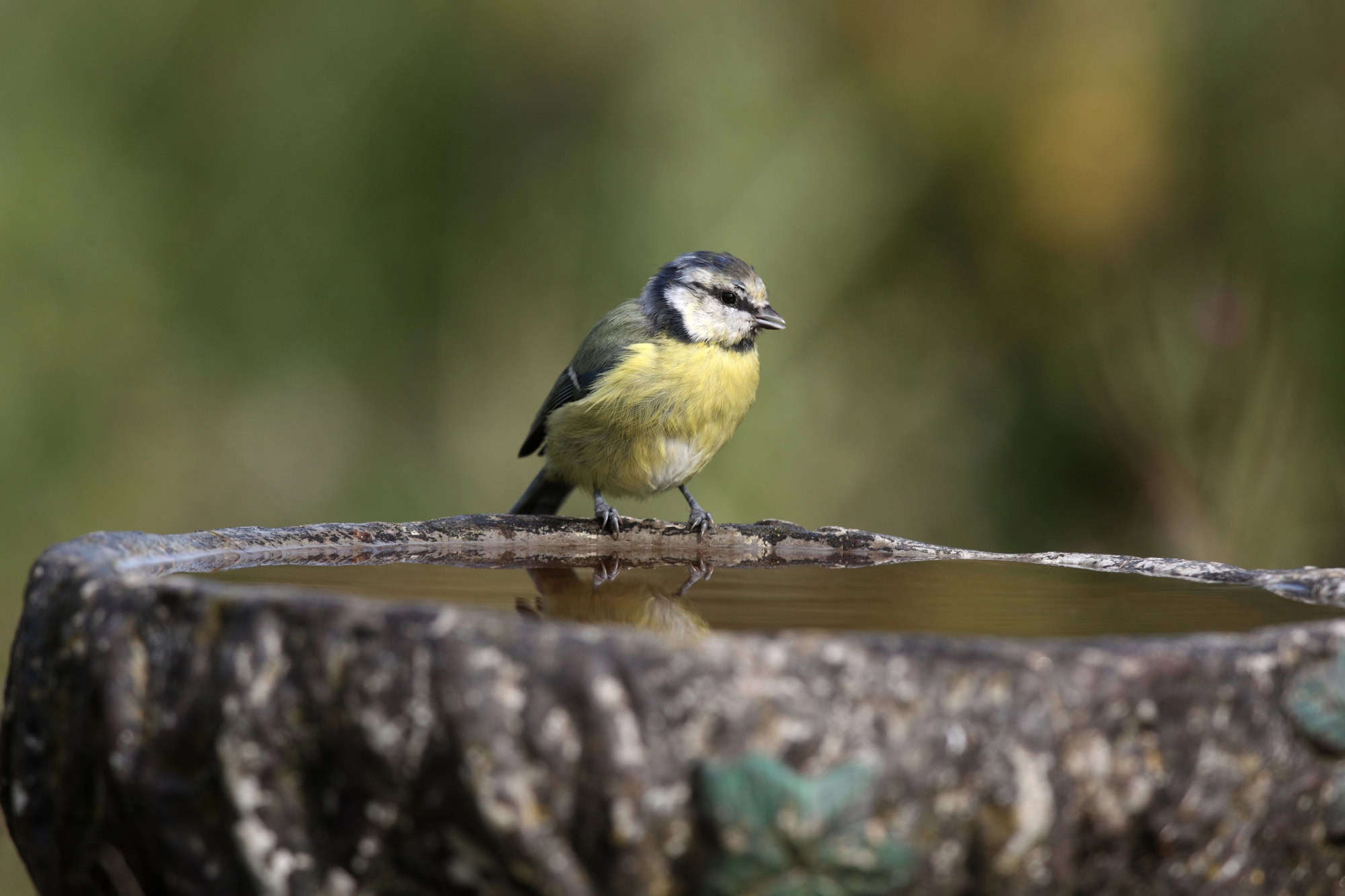 Blue tit on a bird bath