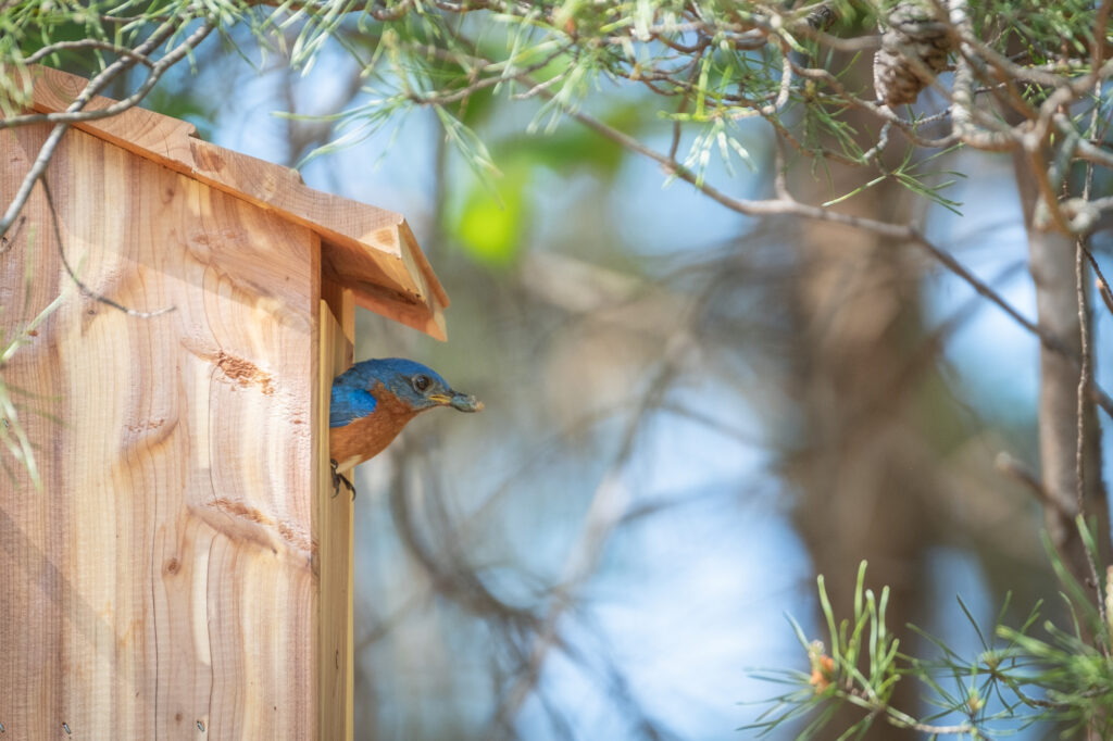 Bluebird in Bird House