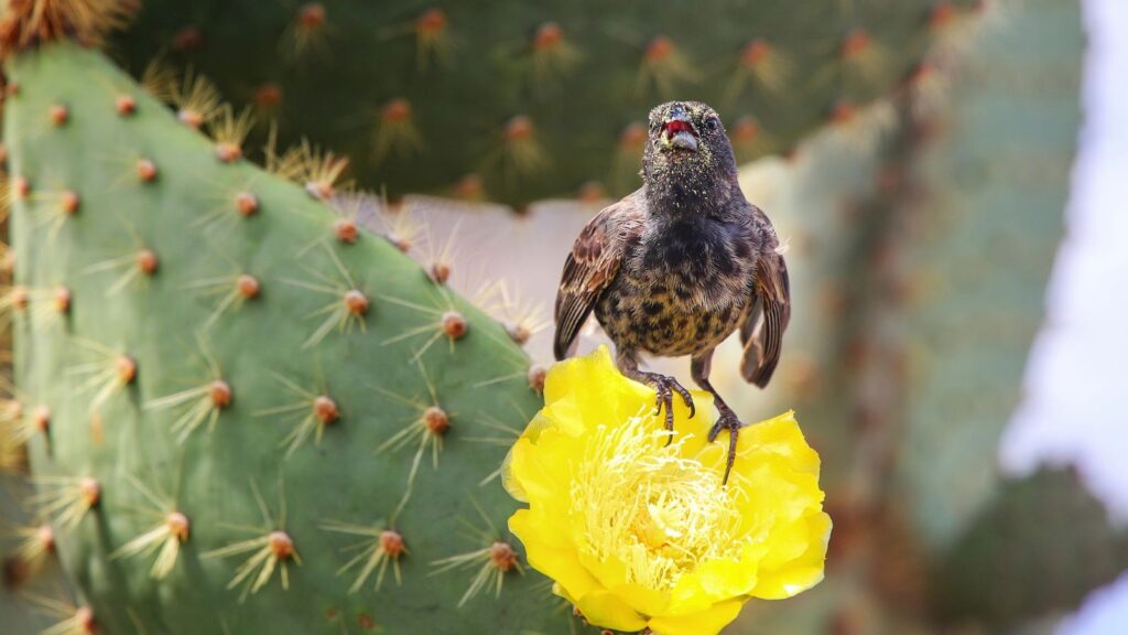 Cactus Finch