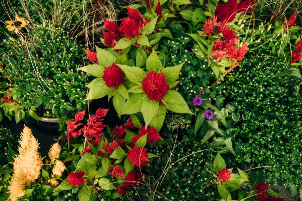 Celosia