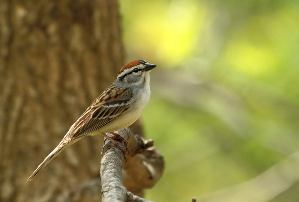 Chipping Sparrow