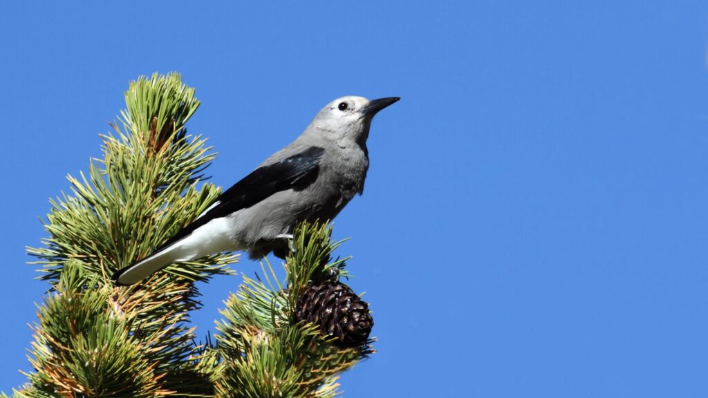 Clarks Nutcracker