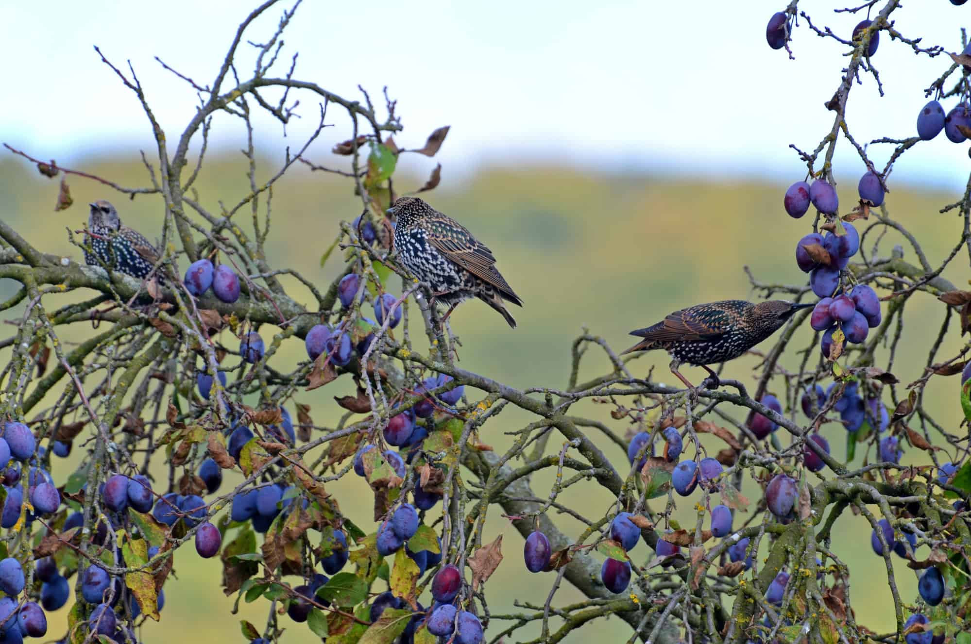 Common starling on a plum tree
