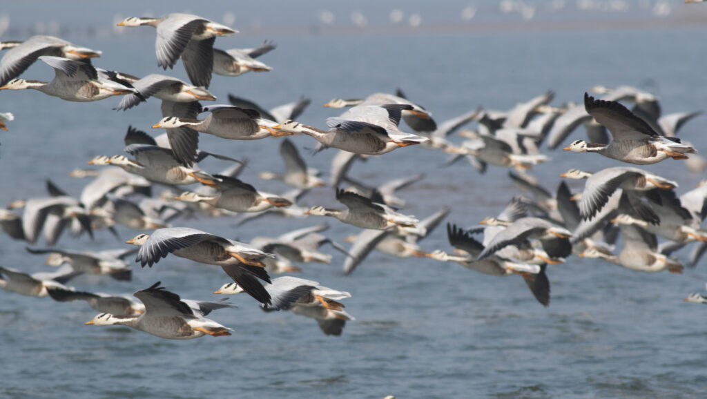 Flock of bar headed geese in flight