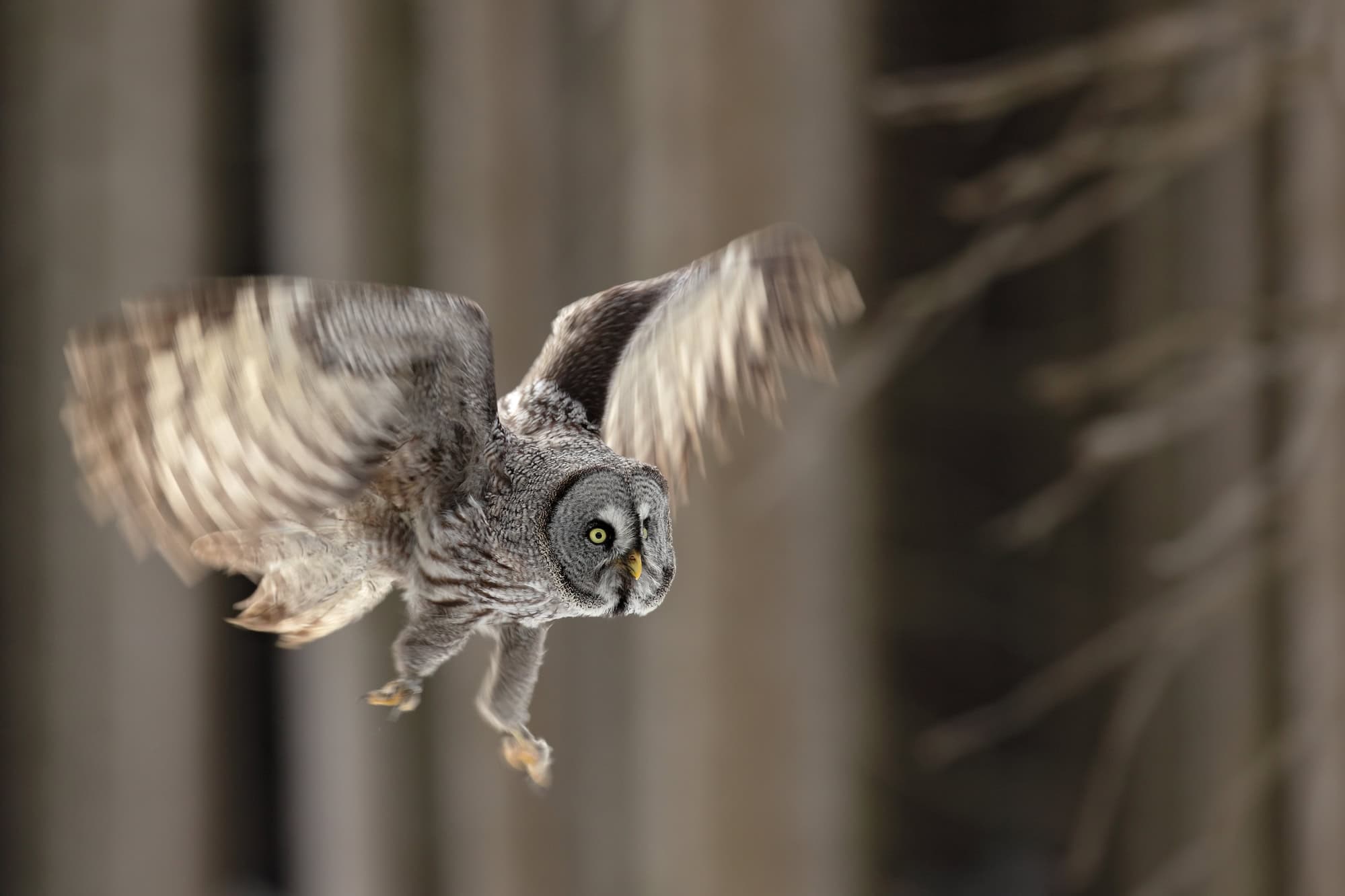 Flying big Great Grey Owl