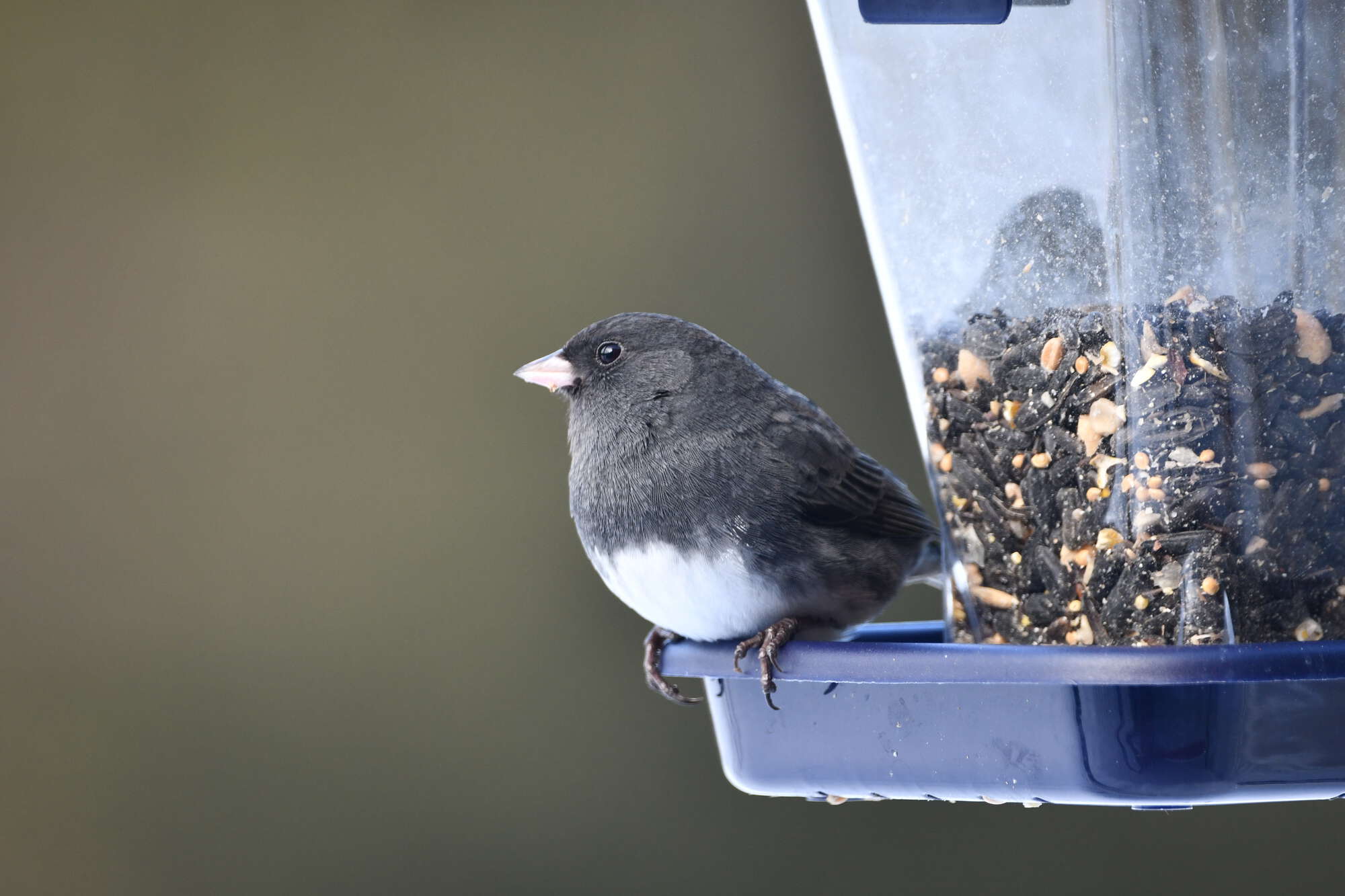 Foods Not to Place in Feeders