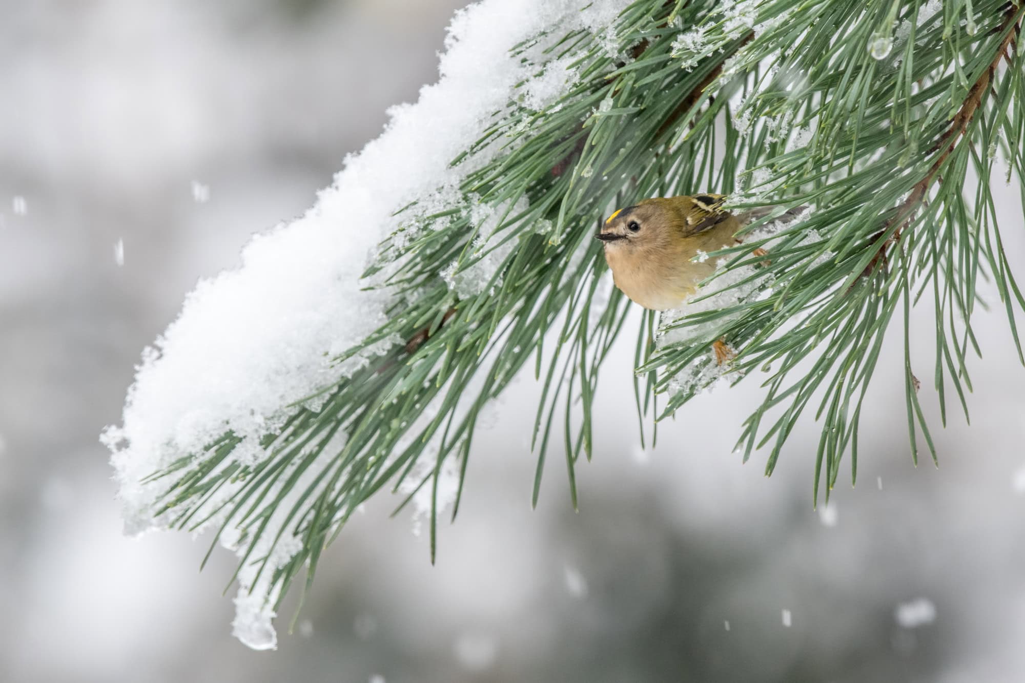Goldcrest on the pine branch covered with snow