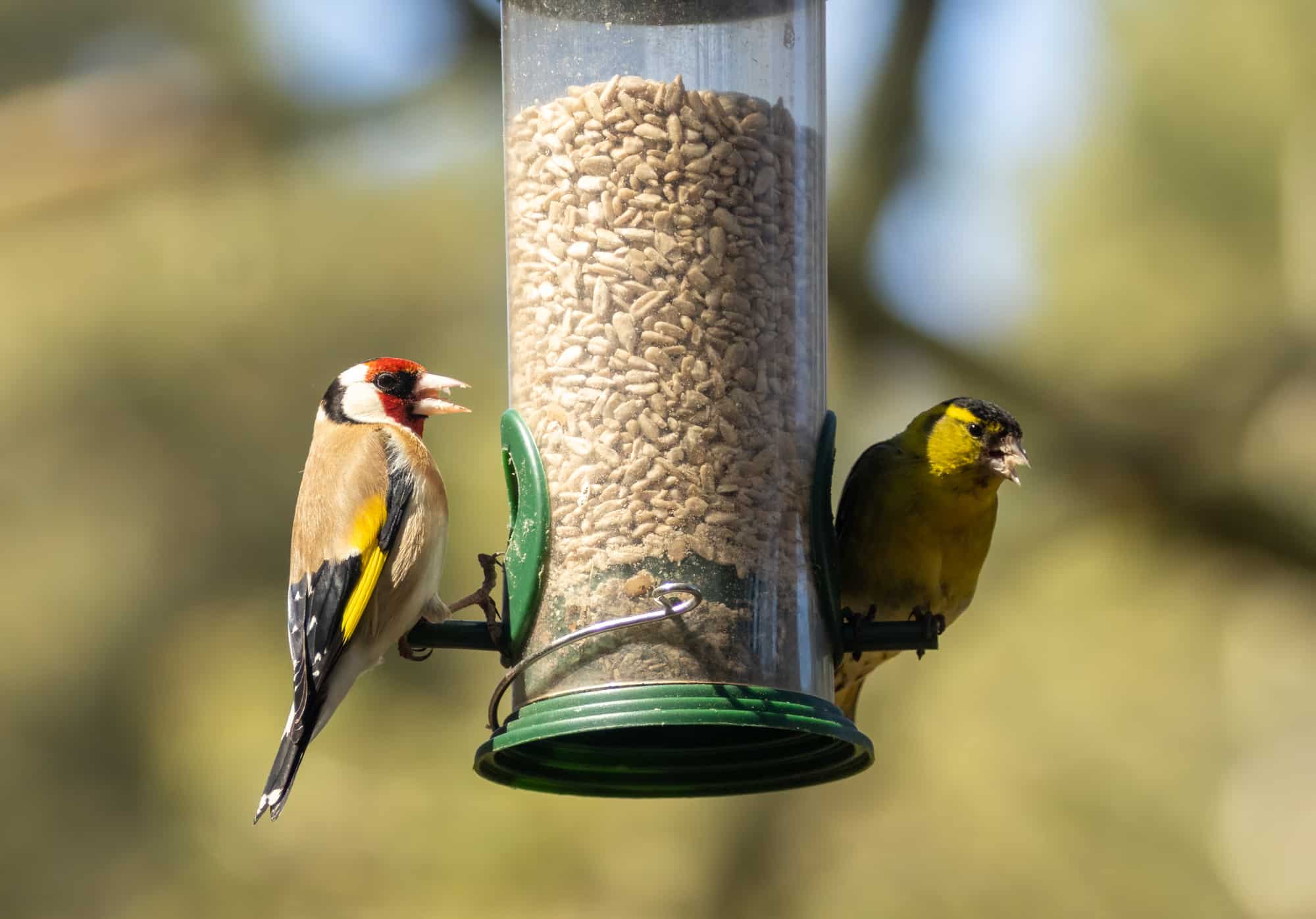 Goldfinch and male siskin